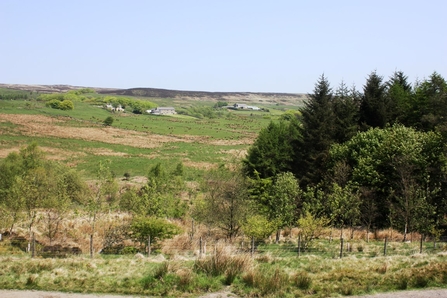 High trees on the West Pennine Moors