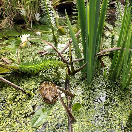 A frog in the indoor pond at the greenhouse project