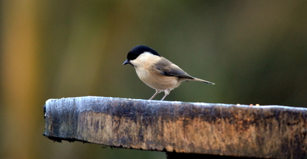 Willow Tit by Adam Jones