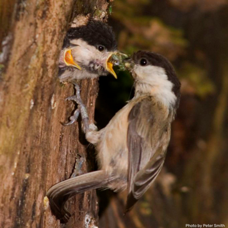 Willow tit feeding it's young. Photo by Peter Smith