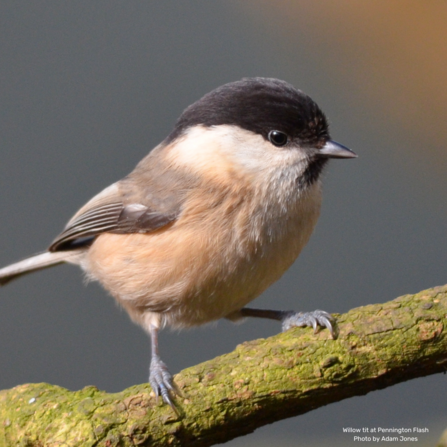 Willow tit at Pennington Flash. Photo by Peter Smith