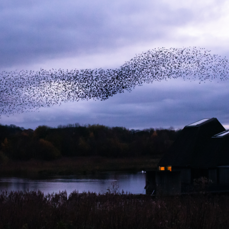 A spectacular starling murmuration at Brockholes