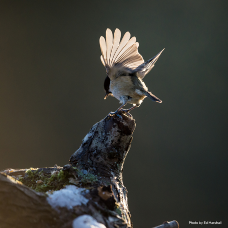 Willow tit. Photo by Ed Marshall