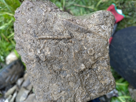 Sea lily fossils in a piece of limestone