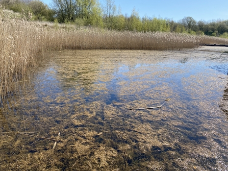 A mat of greeny-brown crassula floating at the top of a lake surrounded by reedbeds