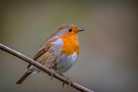 Robin 