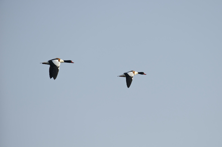 Shelduck by Terry Whittaker/2020VISION