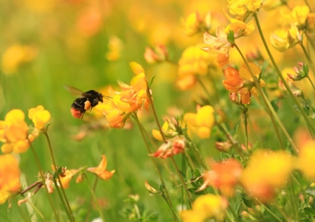 Red-tailed bumblebee (Bombus lapidarius)