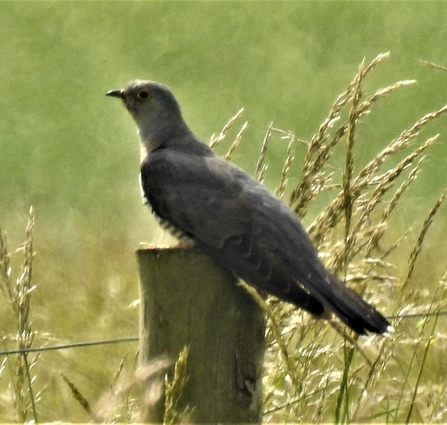 Cuckoo by Dave Steel