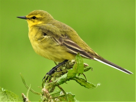 Yellow wagtail. Photo by Dave Steel