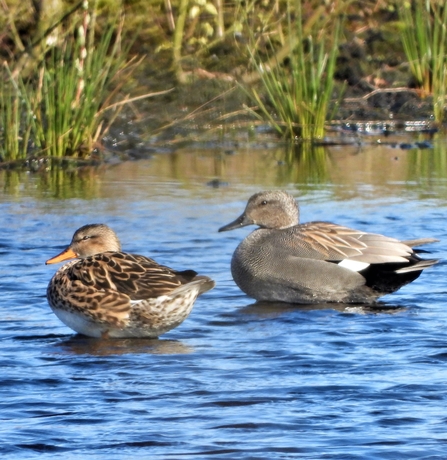 Gadwall by Dave Steel