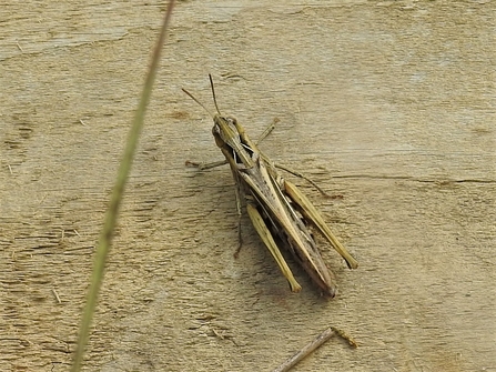 Common field grasshopper by Dave Steel