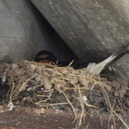 A nesting barn swallow. Photo by Dave Steel