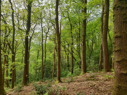 Tall oak trees with green leaves