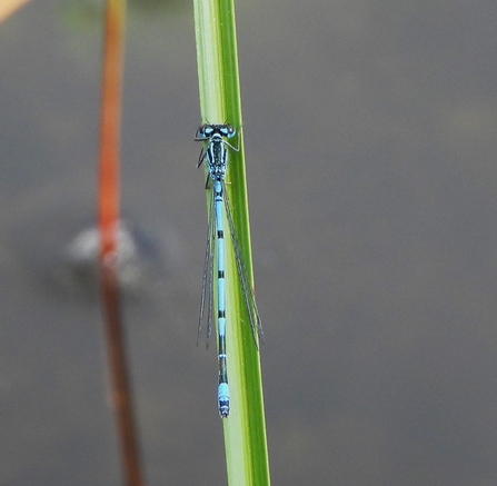 Azure damselfly by Dave Steel