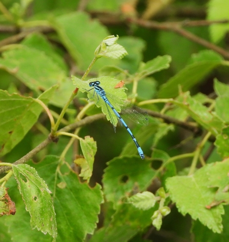 Azure damselfly by Dave Steel