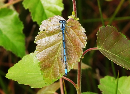 Azure damselfly by Dave Steel