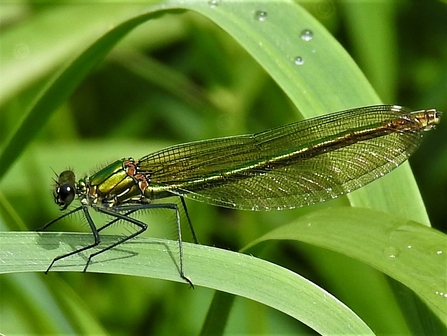 Banded demoiselle female by Dave Steel