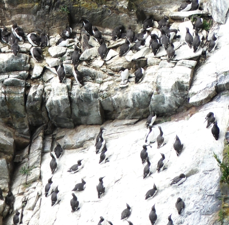 South Stack colony by Dave Steel