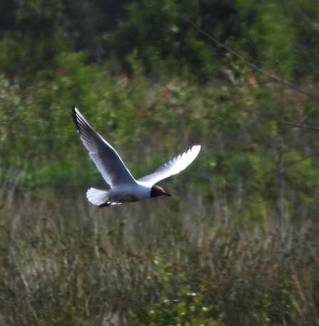 Black headed gull by Dave Steel