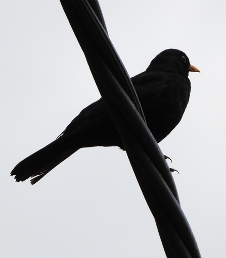 Blackbird by Dave Steel