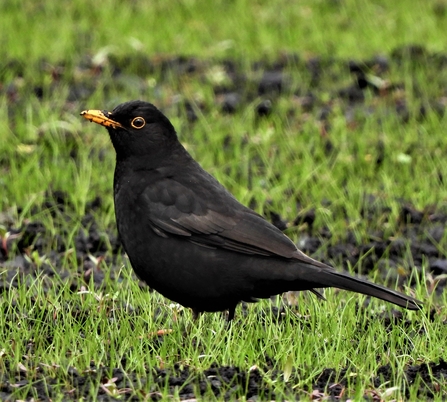 Blackbird by Dave Steel