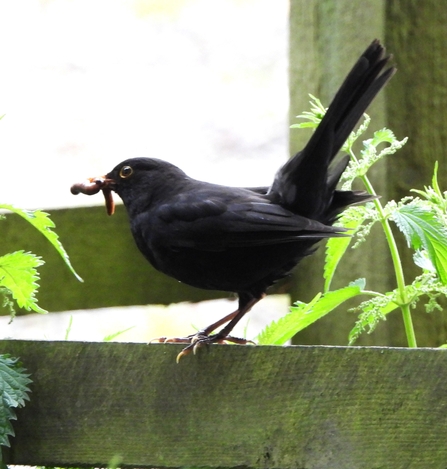 Blackbird by Dave Steel