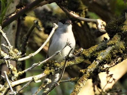 Blackcap by Dave Steel