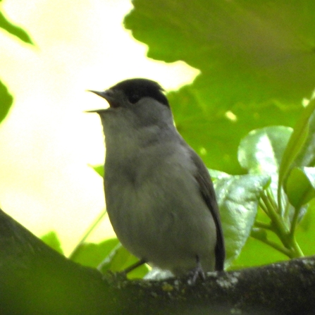 Blackcap by Dave Steel