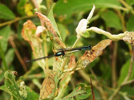 Bule tailed damselfly by Dave Steel