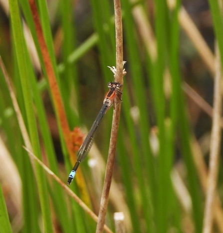 Blue-tailed damselfly by Dave Steel