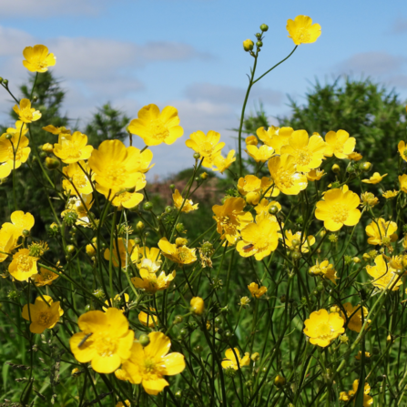 Buttercups. Photo by Dave Steel