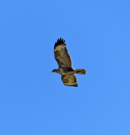 Buzzard by Dave Steel