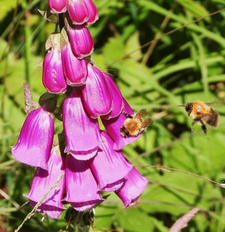 Carder bees on foxglove by Dave Steel