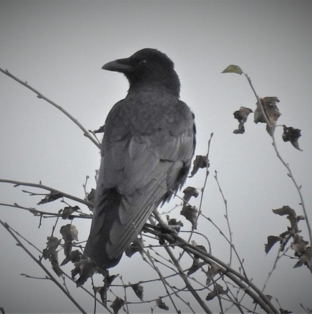 Carrion crow by Dave Steel