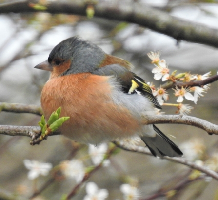 Chaffinch by Dave Steel