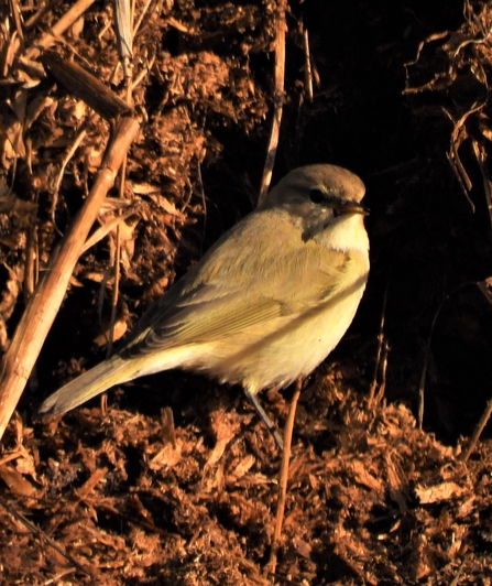 Chiffchaff by Dave Steel