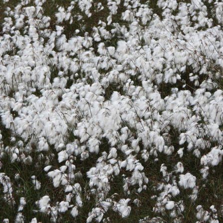 Cotton grass. Photo by Dave Steel