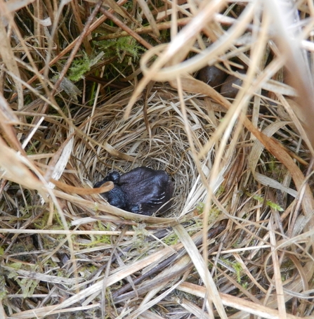 Cuckoo in nest by Dave Steel