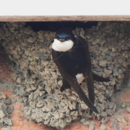 House Martin looking straight at camera from it's nest. Photo by Dave Steel