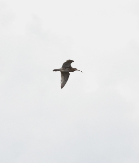 Curlew by Dave Steel