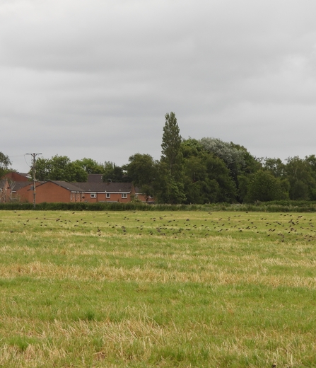 Cut silage by Dave Steel