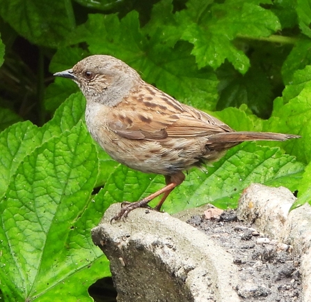 Dunnock by Dave Steel