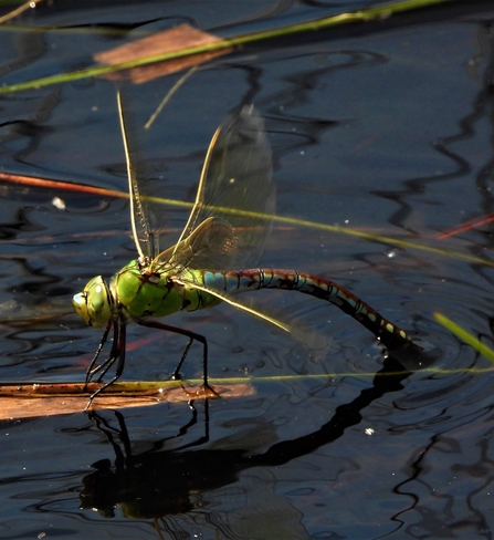 Emperor dragonfly by Dave Steel