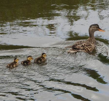 Gadwall by Dave Steel