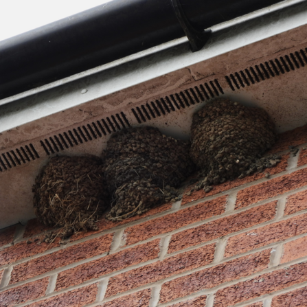 House Martin nests. Photo by Dave Steel