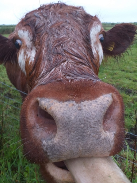 A male longhorn bull pushing his nose in close to the camera with his tongue sticking out.