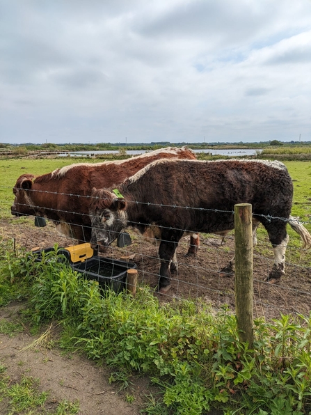 Two male longhorn cattle wearing GPS collars at a water trough in Lunt Meadows