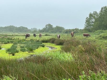 Six cattle grazing among a wet grassland in Lunt Meadows