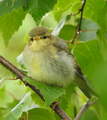 Juvenile willow warbler by Dave Steel